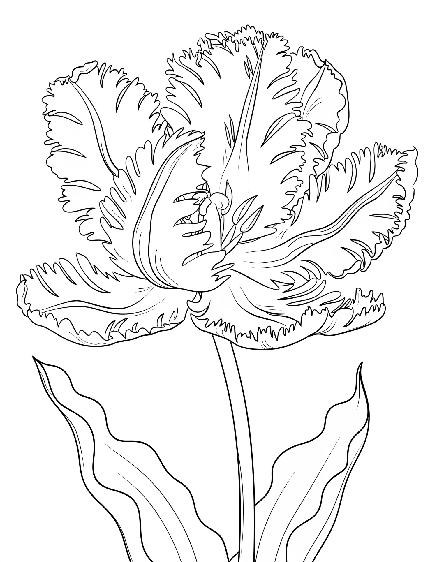 Tulipe Perroquet Frangée — Coloriage fleur à imprimer gratuitement